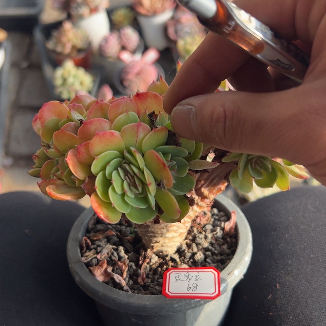 埃斯梅拉达多肉植物