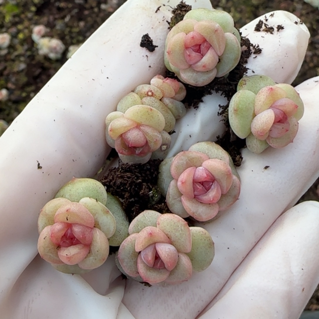 306号T165王者系列多肉一盒