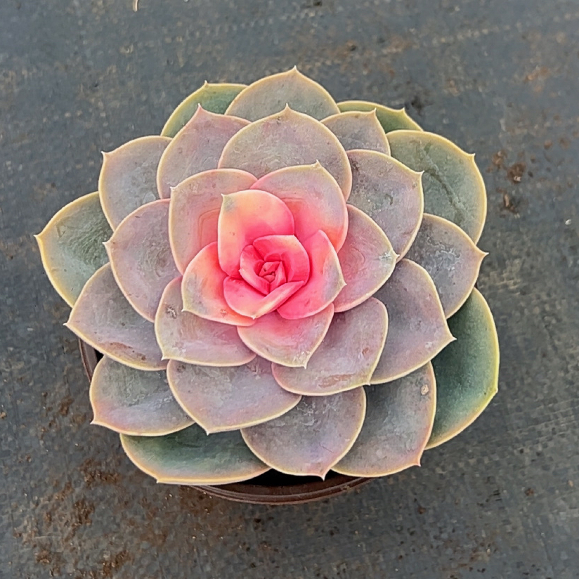 紫珍珠多肉植物带盆土好养活适合桌面摆放