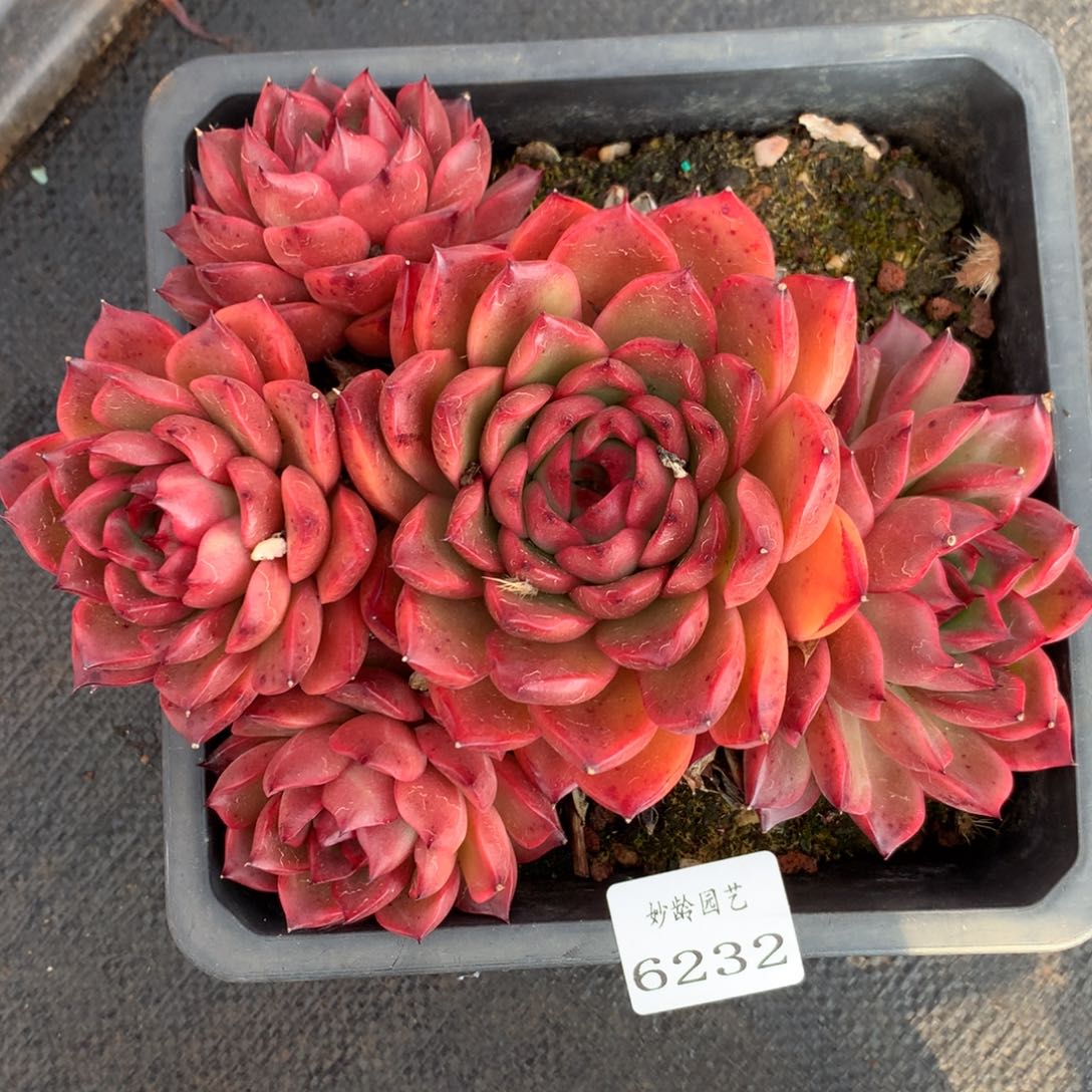 6232杂交精品基地18厘米