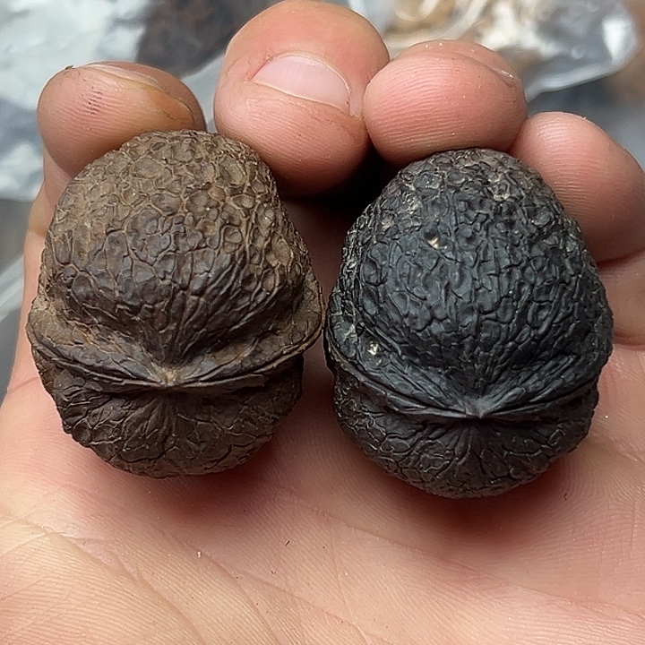 核桃10号黑铁球38尺