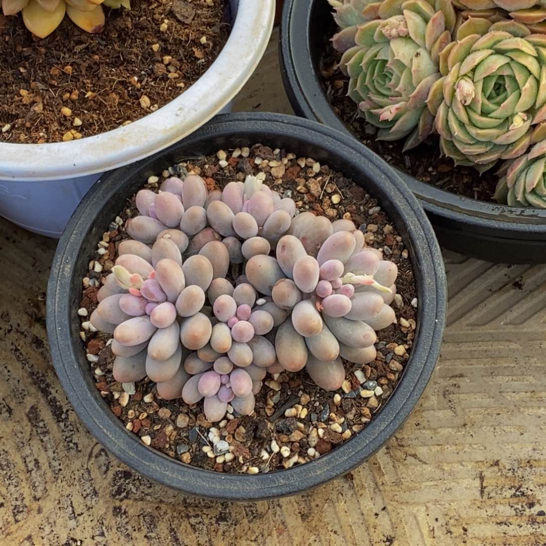 颜*48包邮一物一拍多肉植物