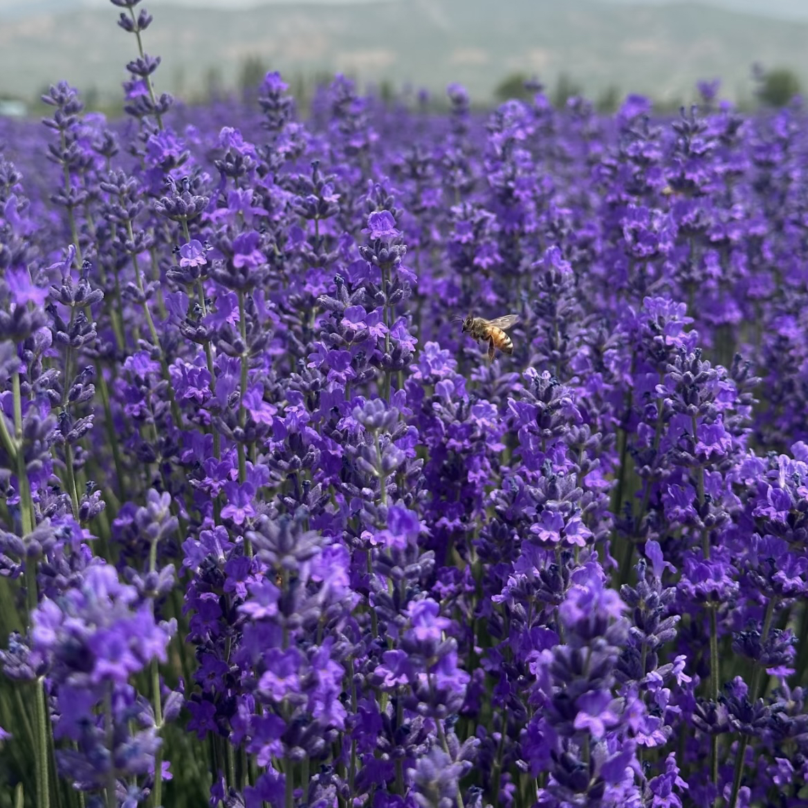 薰衣草盆栽多年生耐热耐寒开花不断庭院阳台花境植物