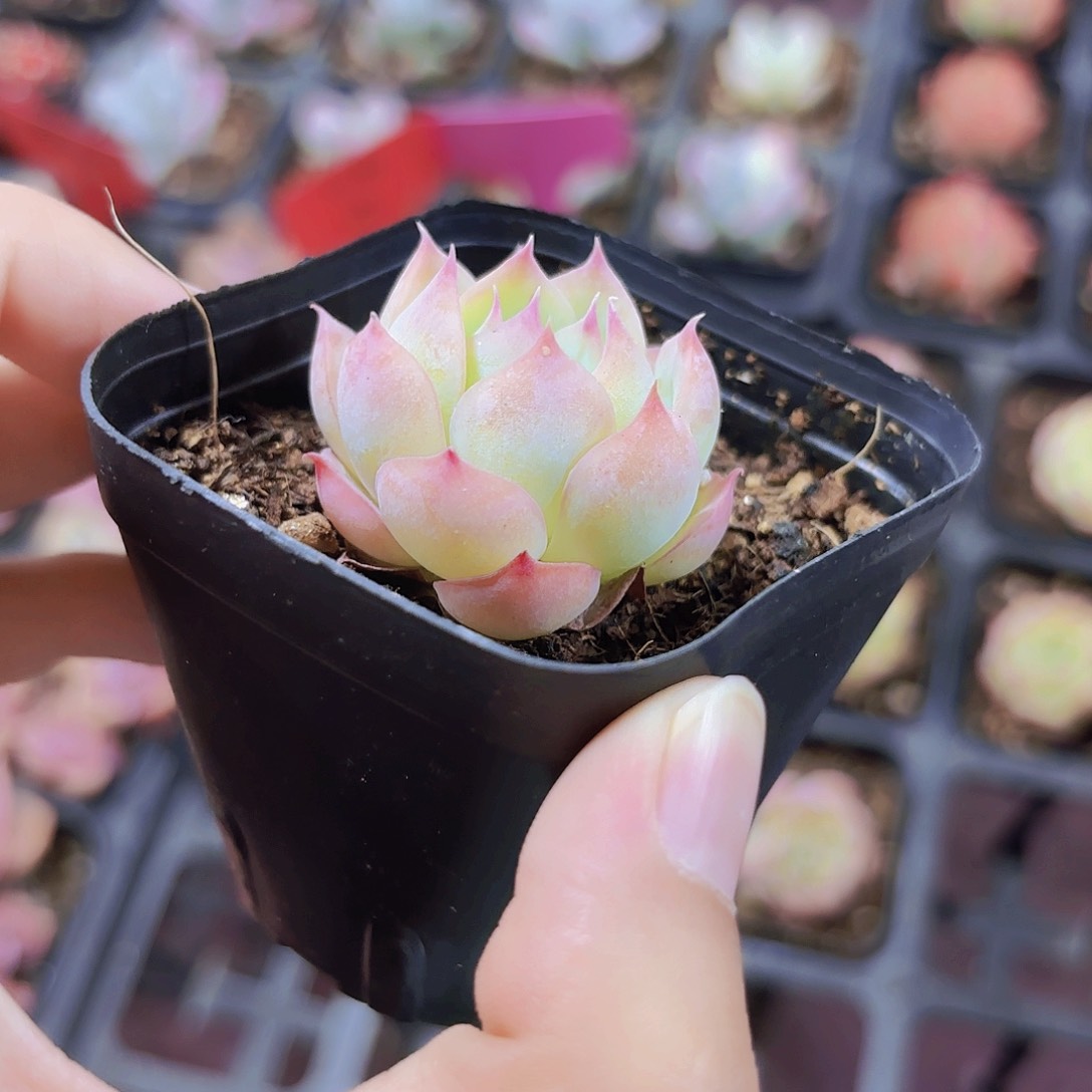 精品侧影多肉植物