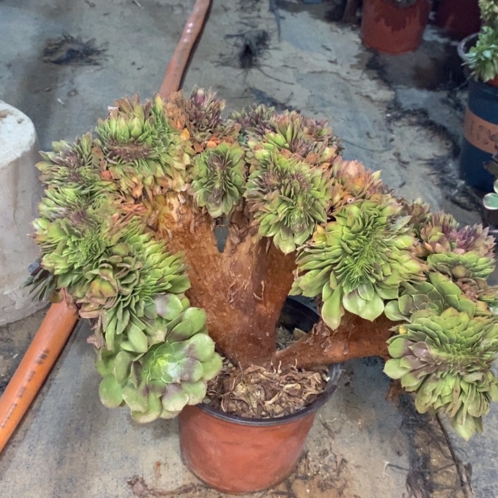 万缀多肉植物85。 