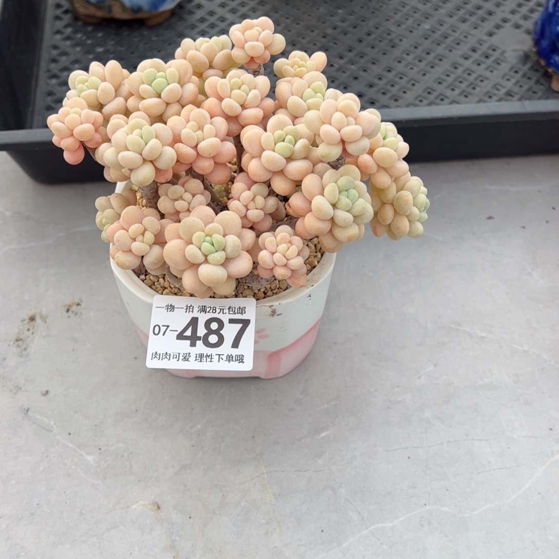 洛可可多肉多肉多肉多肉