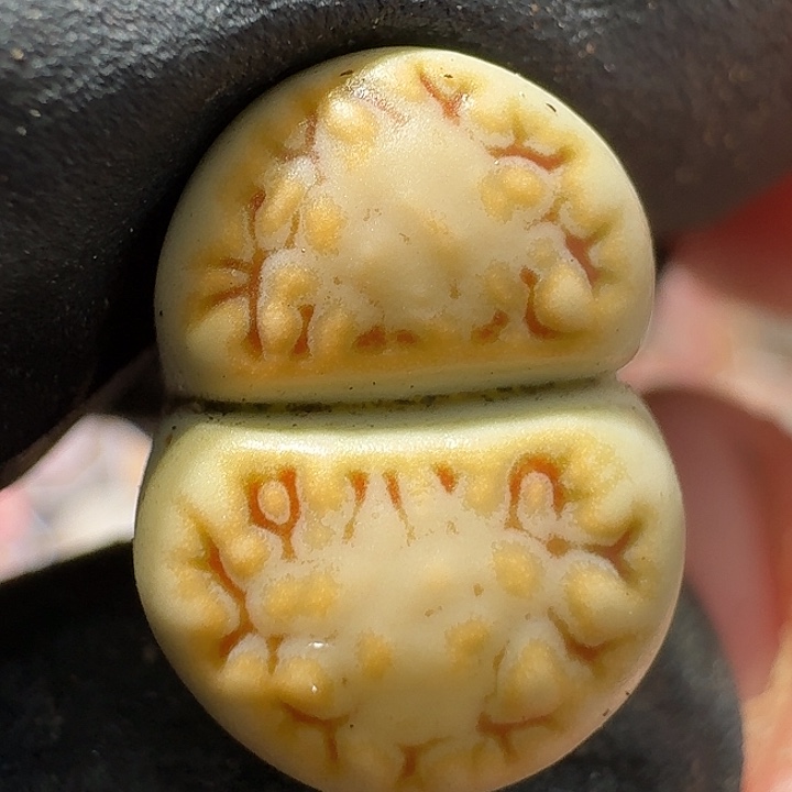 生石花122222。   377