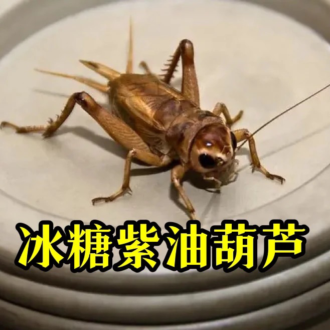 TIGER·冰糖紫三只