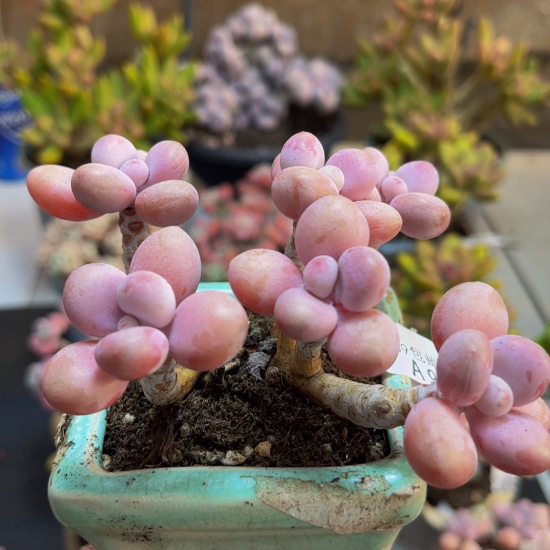 913糖果桃蛋10cm多肉植物