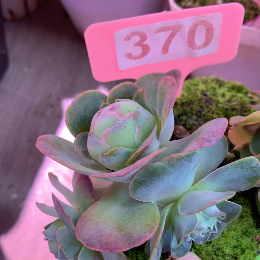 【闪购商品】yjj370