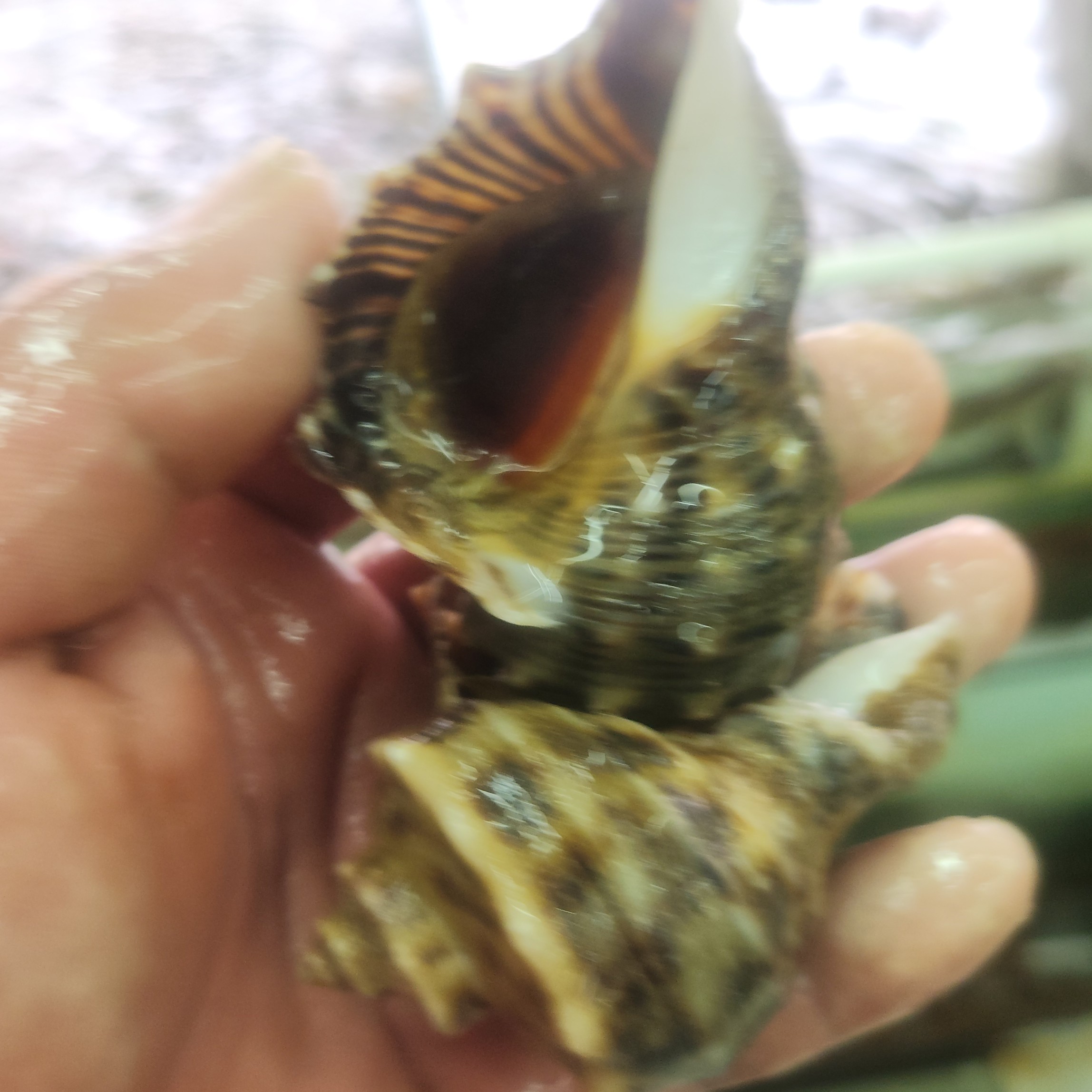薄皮大海螺6个头一斤3斤50
