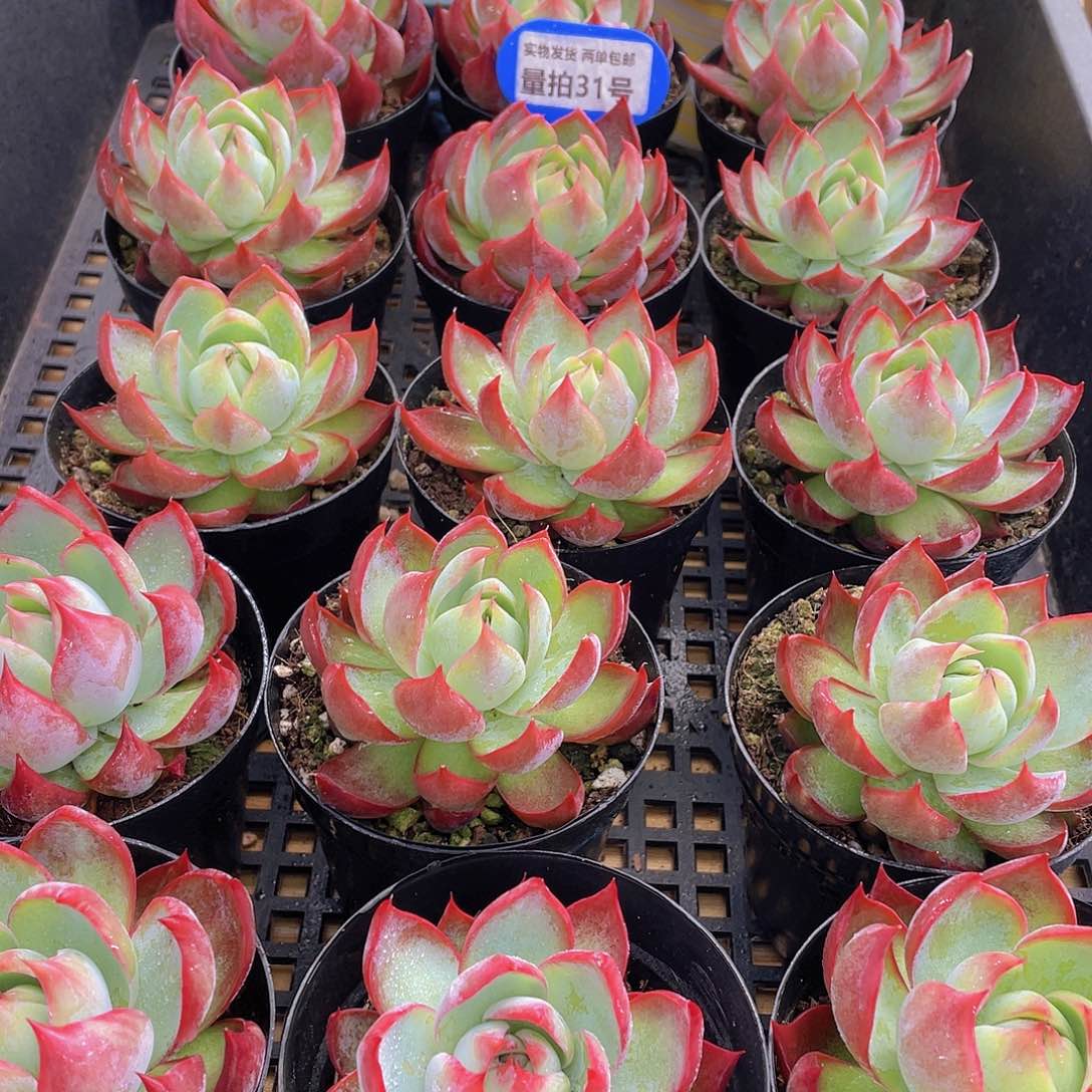 量拍31号 惊鸿仙子单头一个