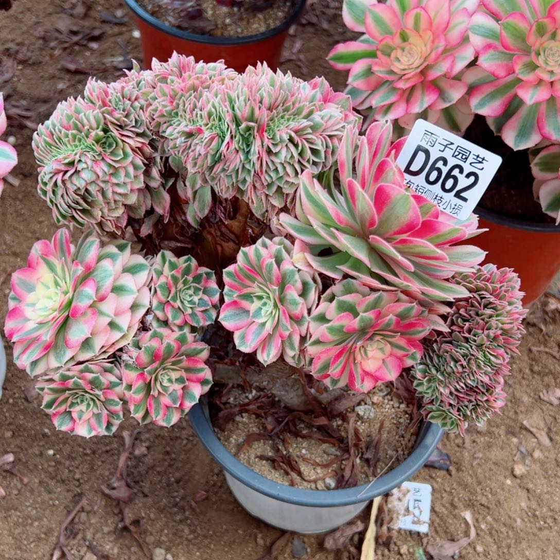 662倾城缀化雨子多肉植物