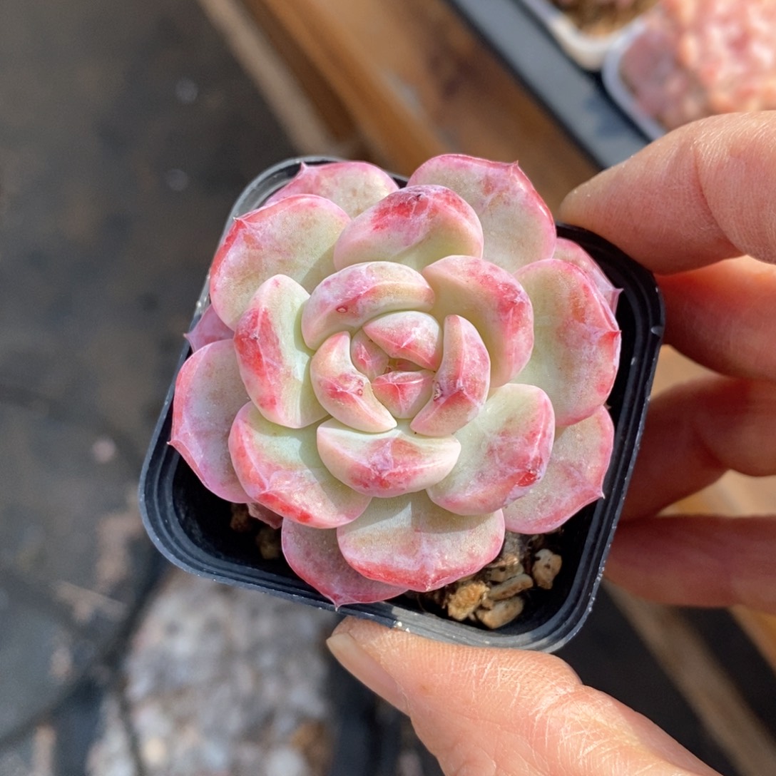 精品多肉一物一拍157