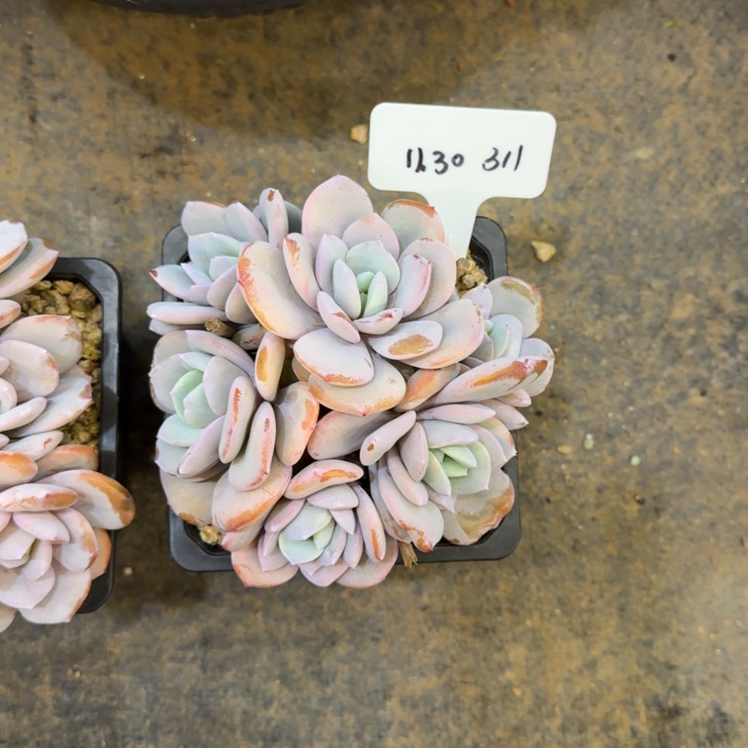 一物一拍精控奶茶小群311