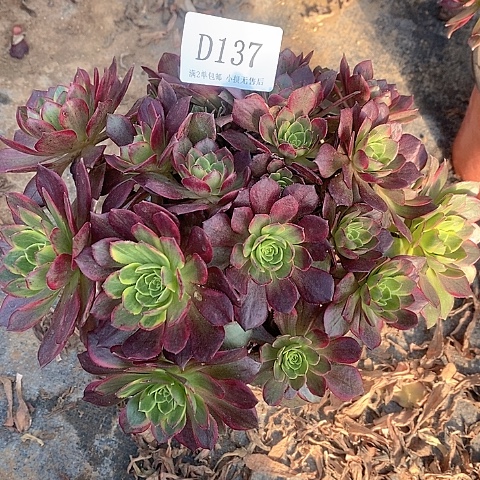 137万黄多肉法师锦有断枝