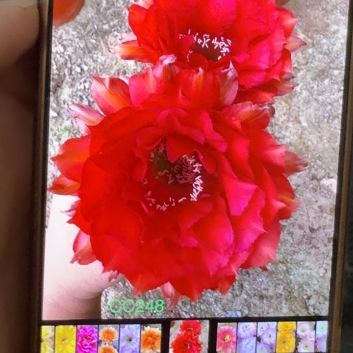 仙人球彩草侧芽歪cc248