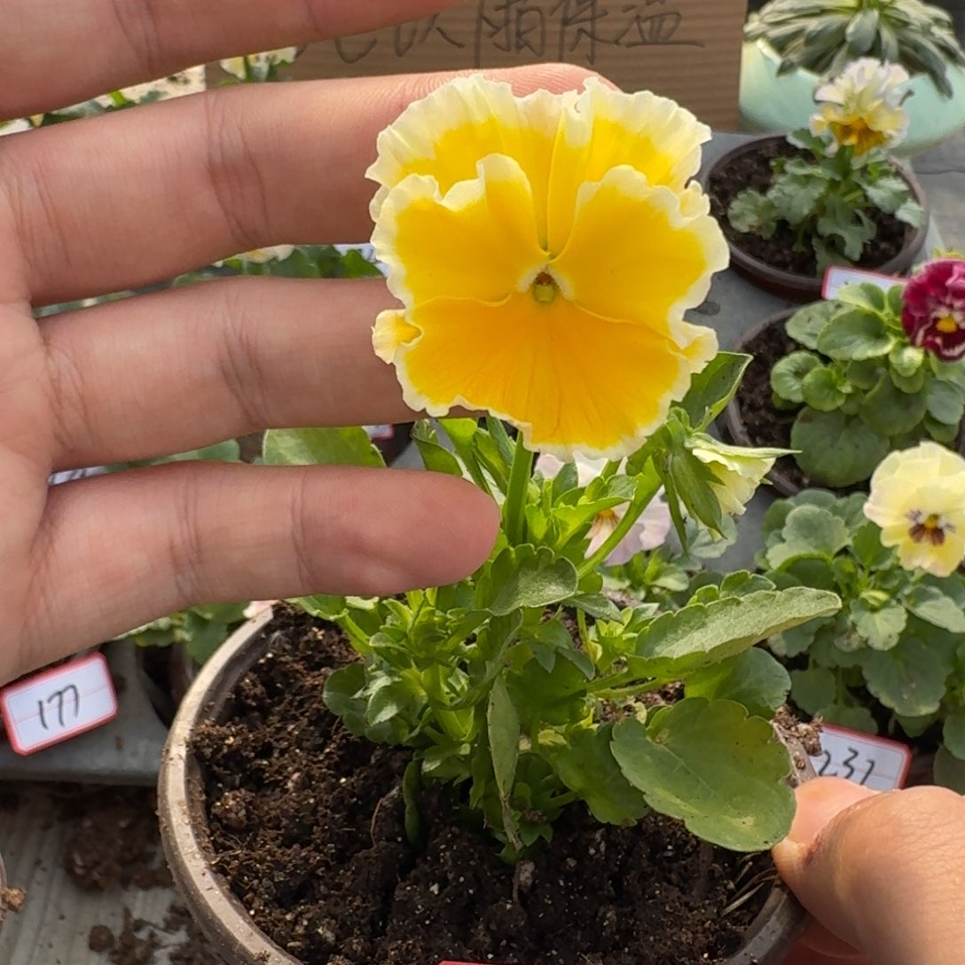 大部分花苞少量开放158