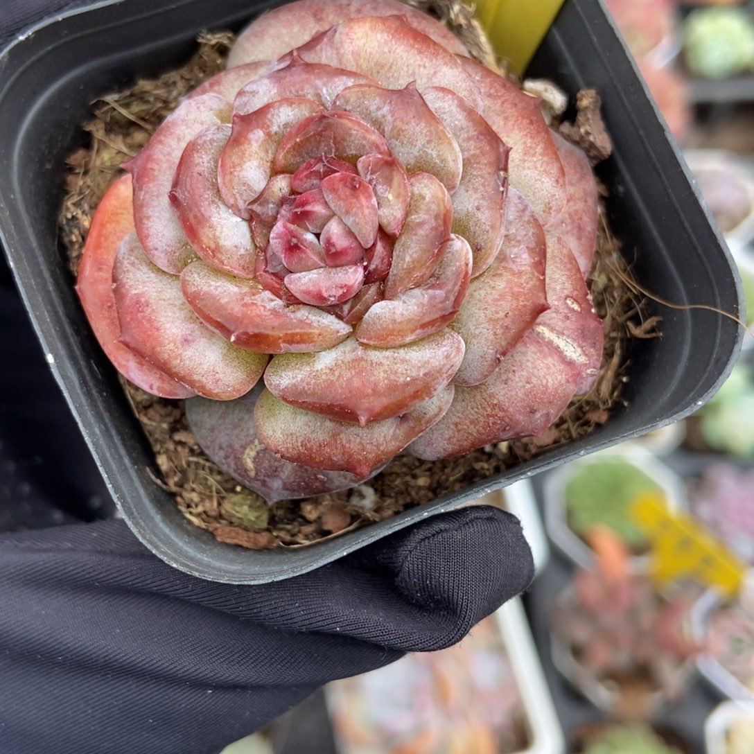 6109冰魄石化多肉植物