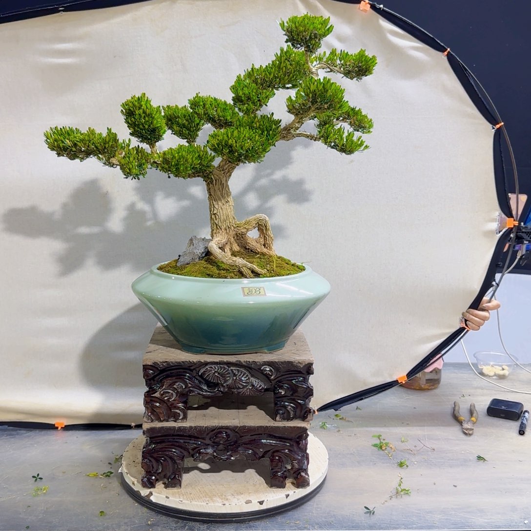 高端黄杨盆景艺术