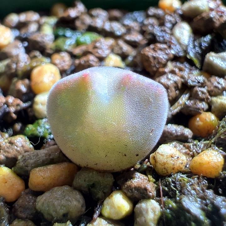 679。青蛙2年粉体大眼睛。空蝉