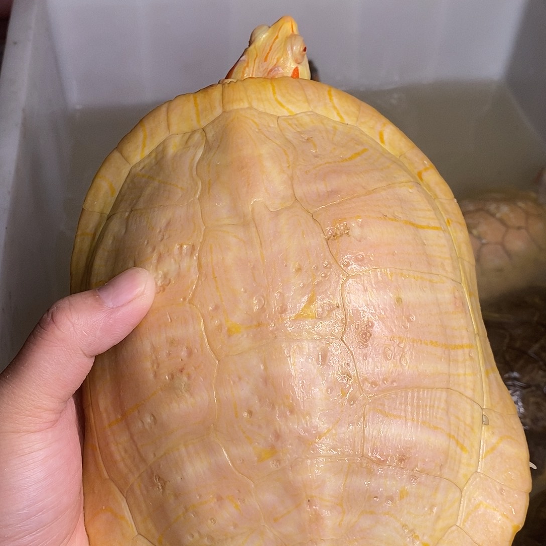 绿毛龟母白巴母一个