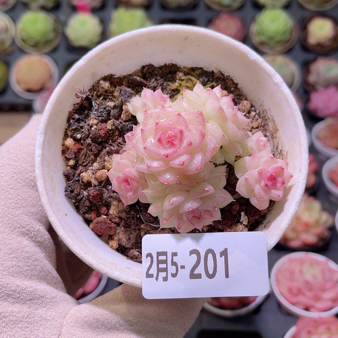 花利美5-201白天鹅