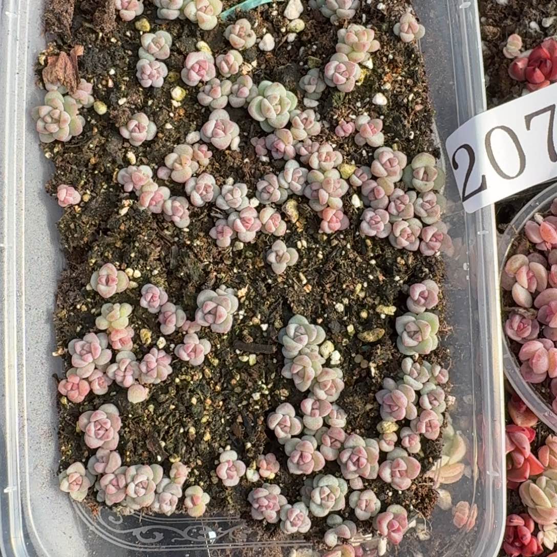 多肉植物多肉植物207