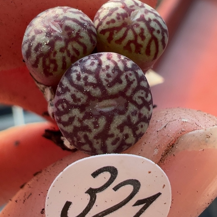 321号满30包邮111111，