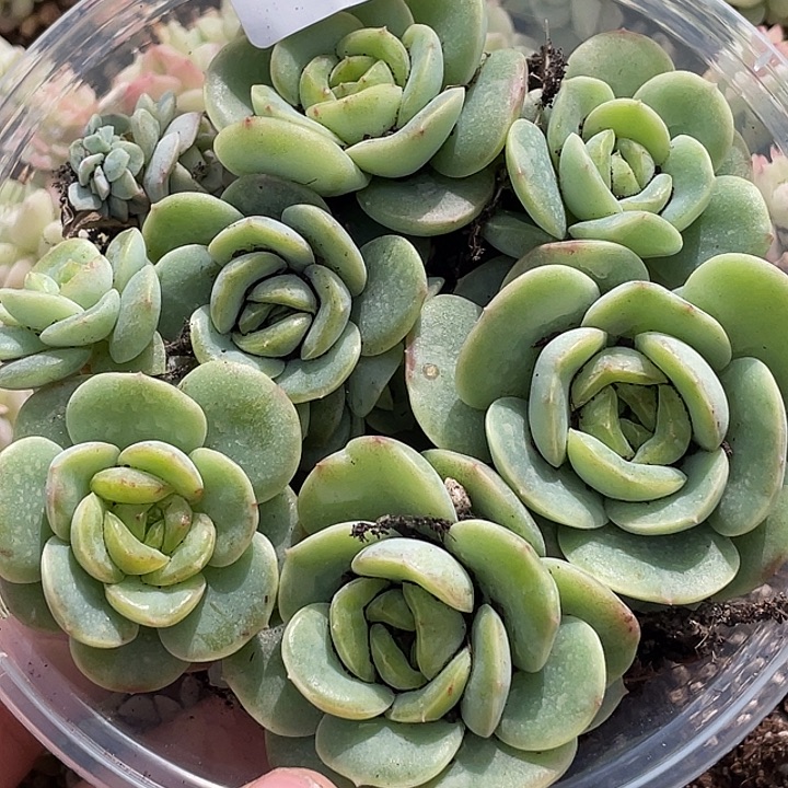 OTO多肉切糕dy2292