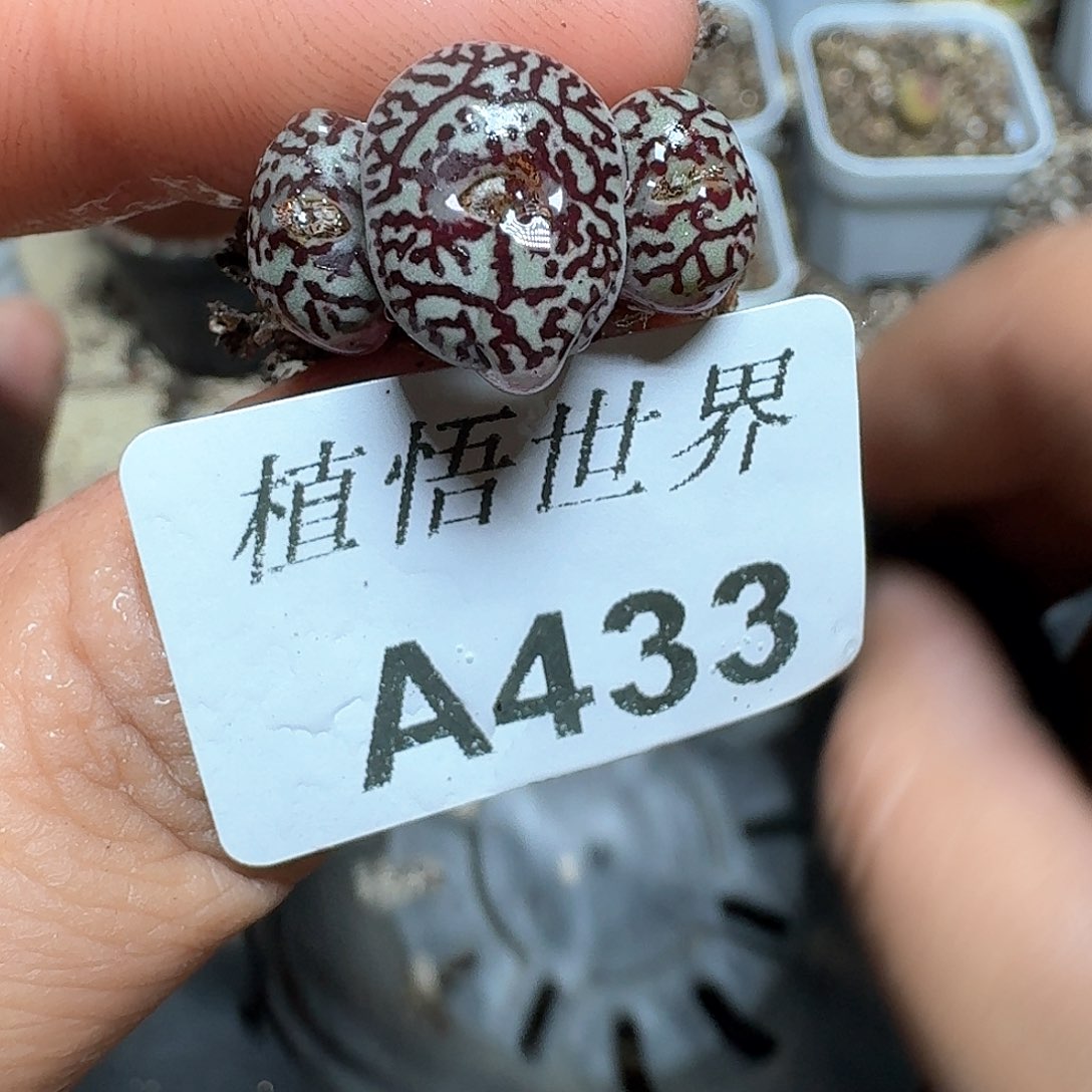 433号多肉植物哇f c