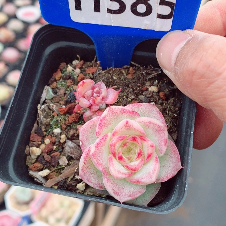 福利多肉植物4cm