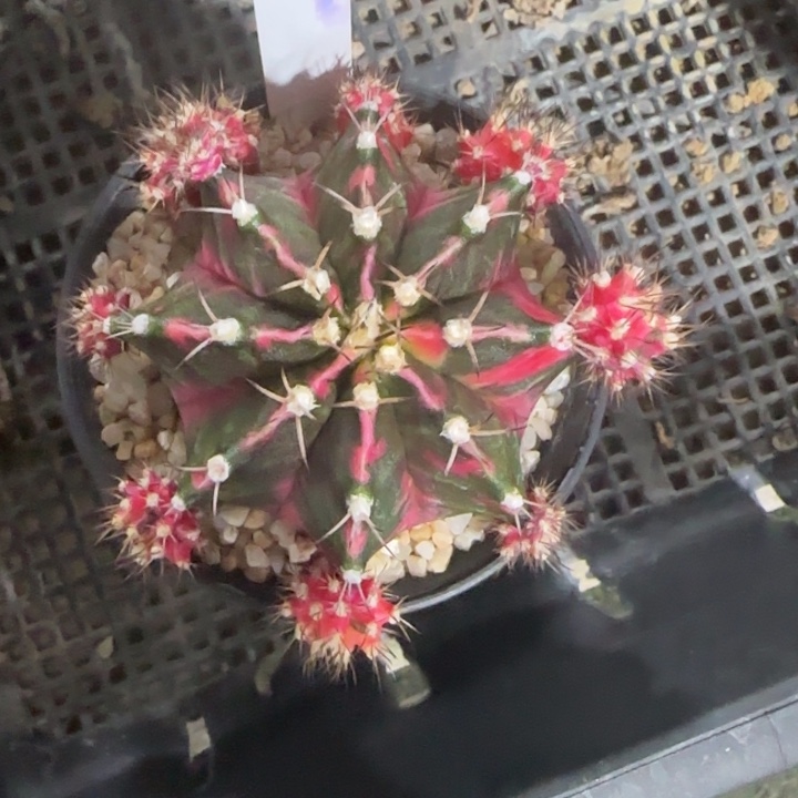 25-0117泰国发货侧芽多肉