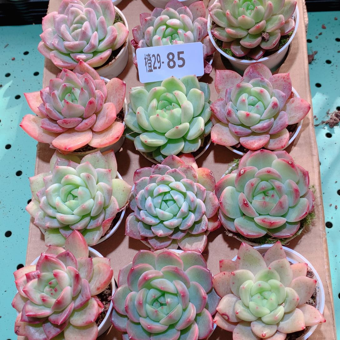 29-85一物一拍多肉带盆18颗