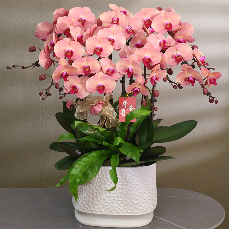 蝴蝶兰【欣欣向荣】带花带盆组好送礼茶桌伴手礼客厅婚礼装饰美化