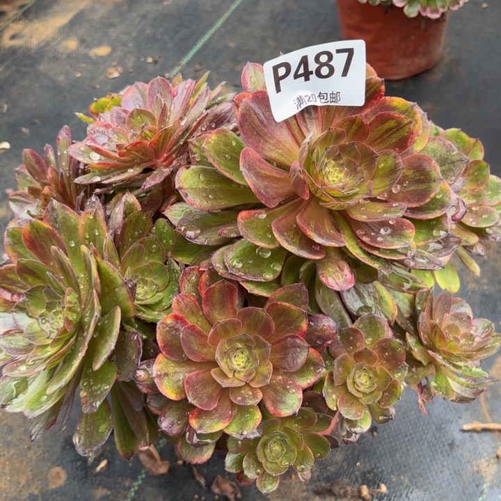 瑞妈多肉植物。487.斑斓