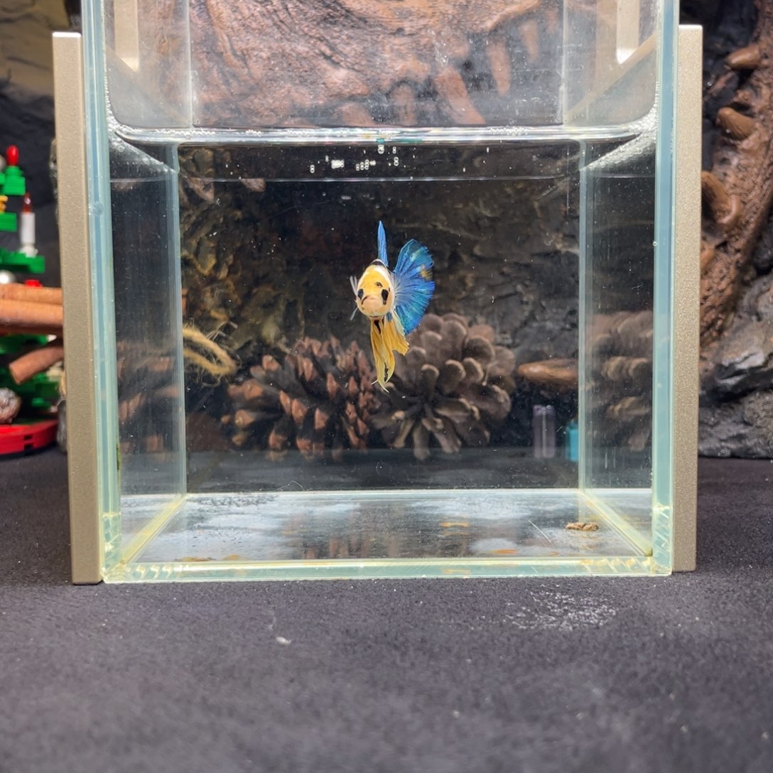 斗鱼十二月十日竞价