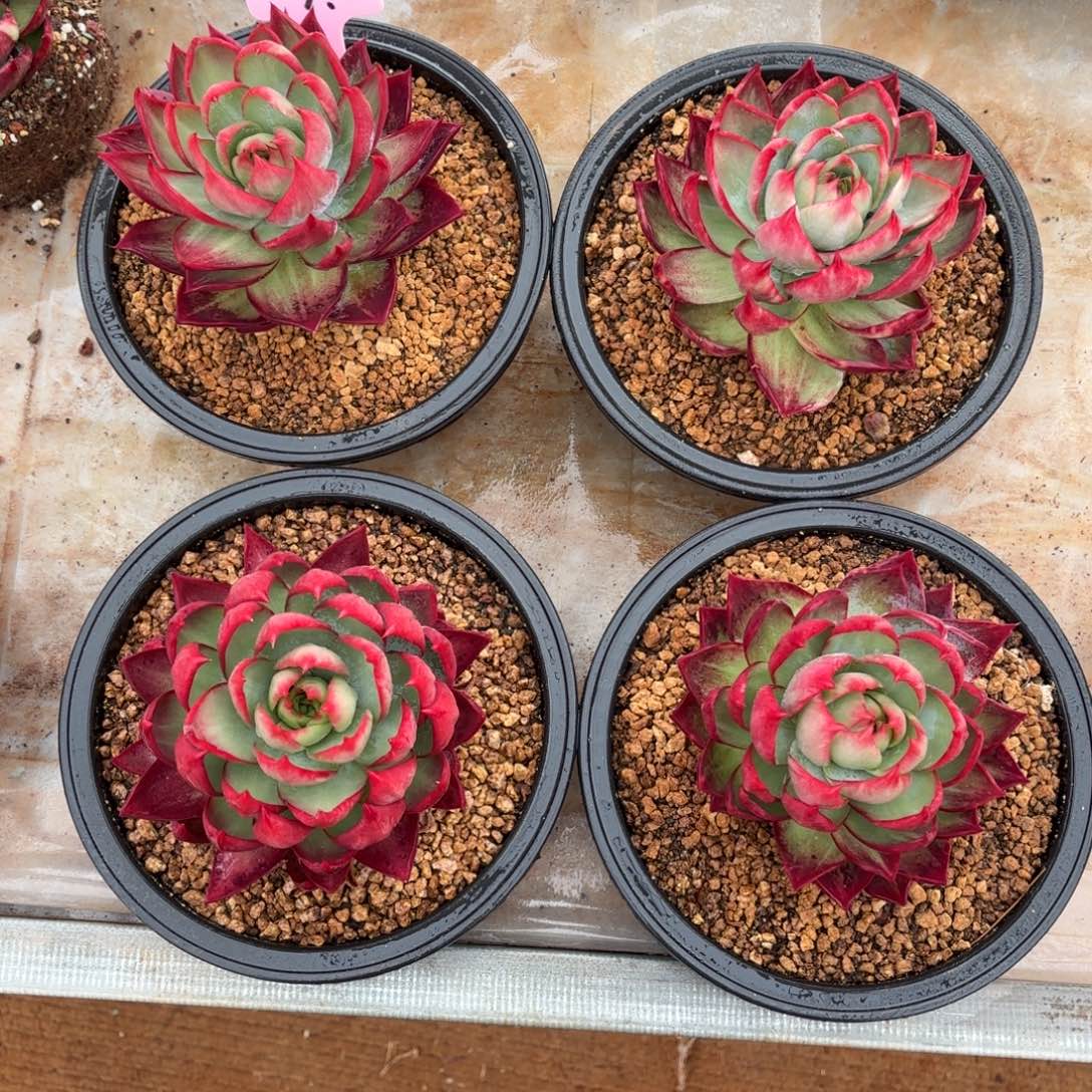 惊鸿仙子 四个一组