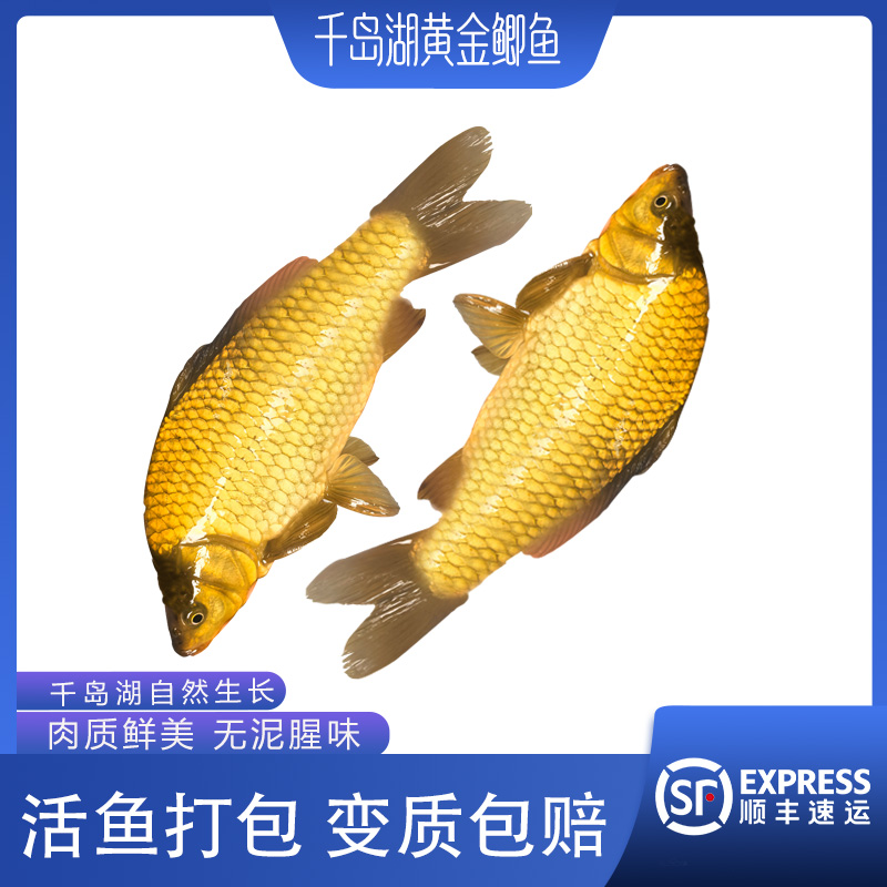 【千岛湖黄金鲫鱼】活鱼 正宗千岛湖黄金鲫鱼新鲜捕捞孕营养丰富整条顺丰发货