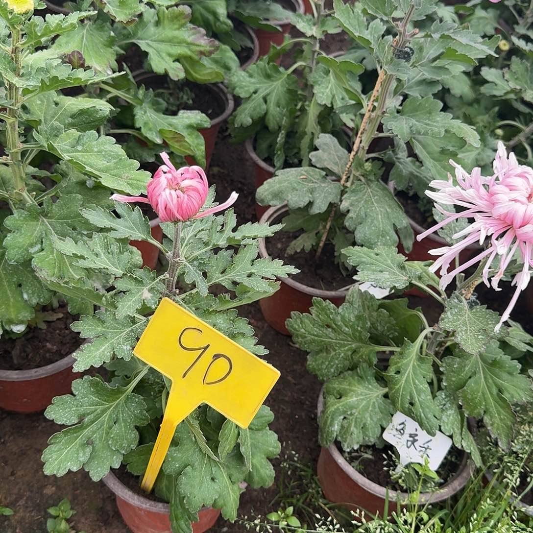 反****大部分花苞少量开放90鱼家乐