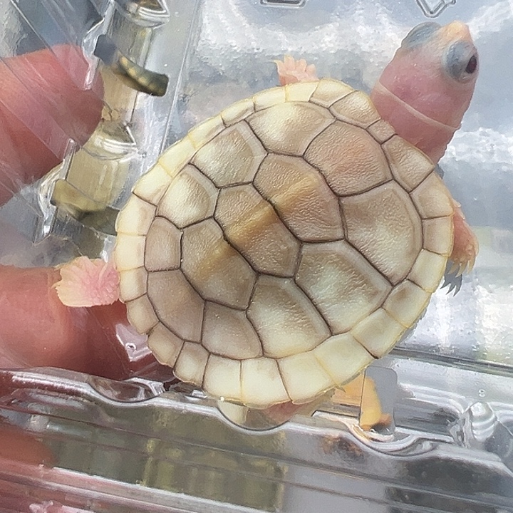 绿毛龟母奶焦111111