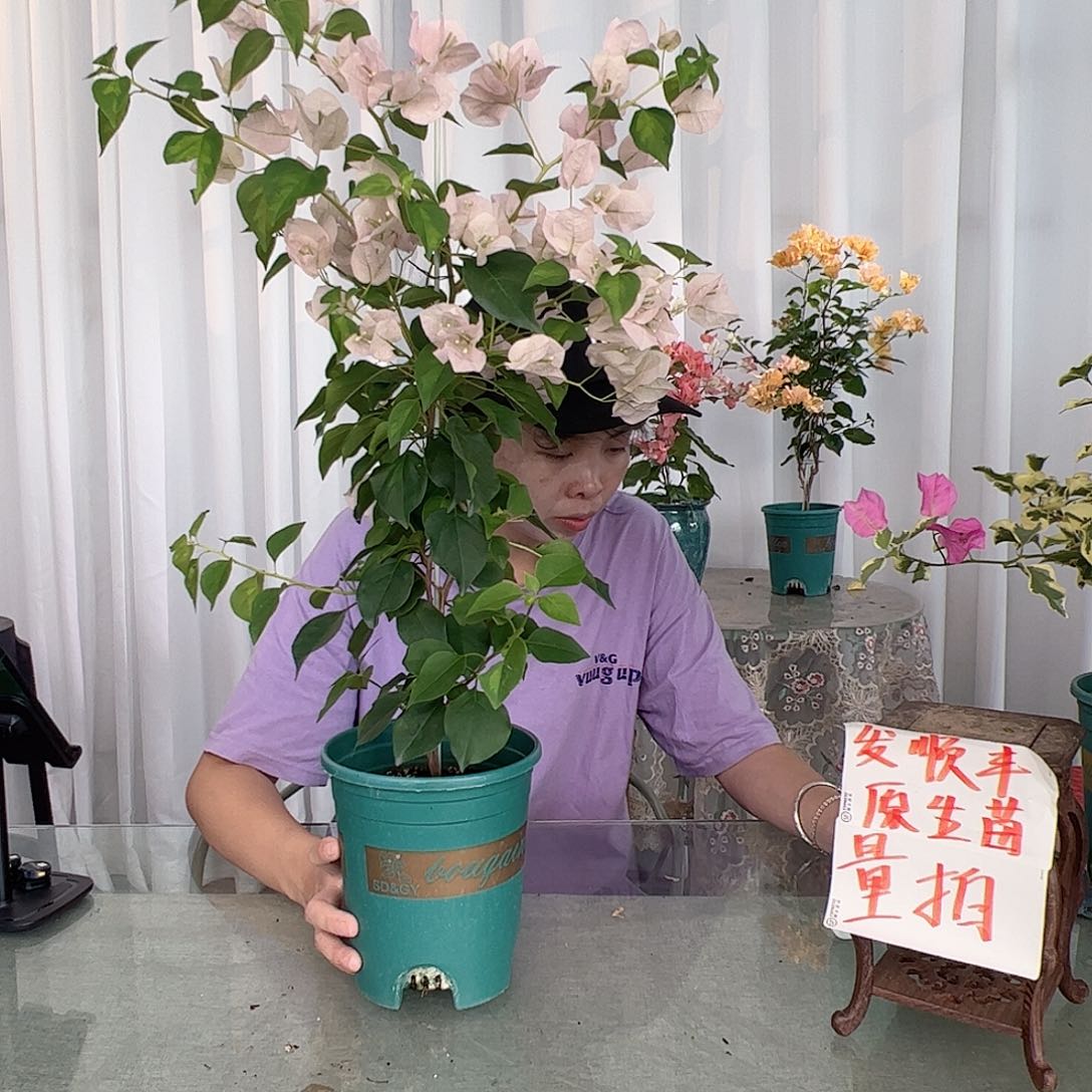 当前无花栽培后可以开花暗斑丽人一颗