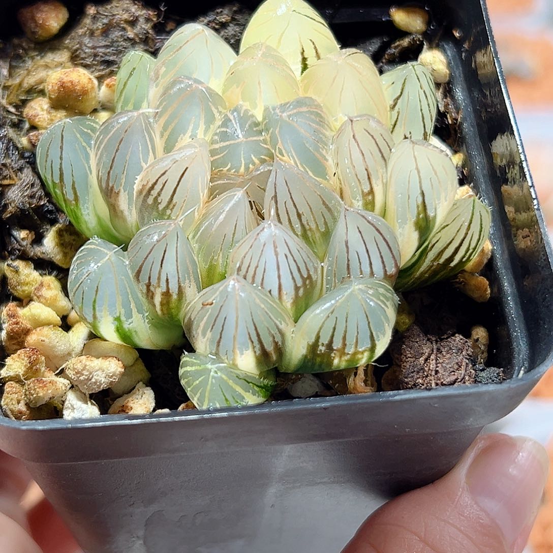 十二卷多肉霓虹灯锦