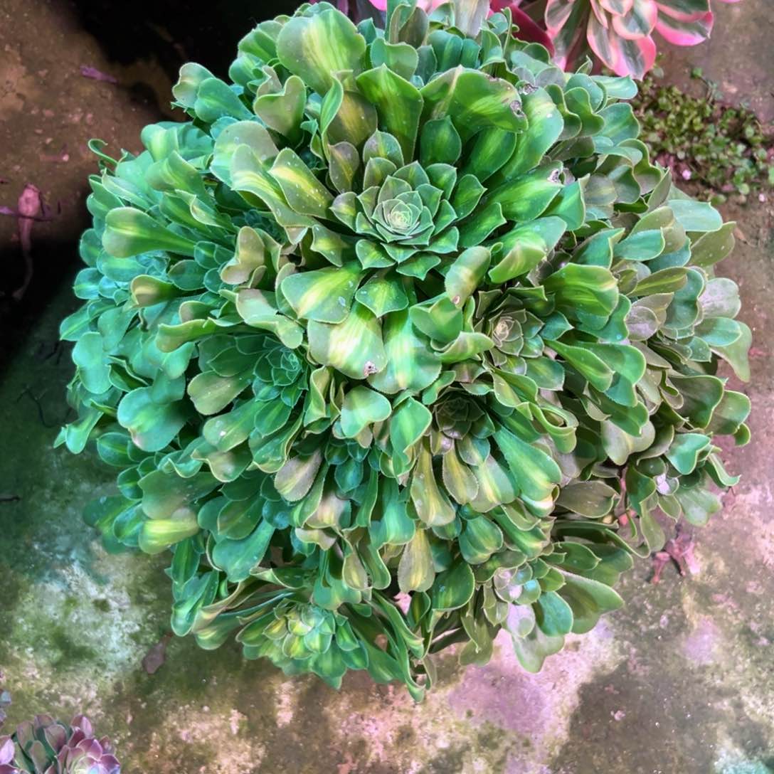 M***时多肉植物翡翠琉璃708