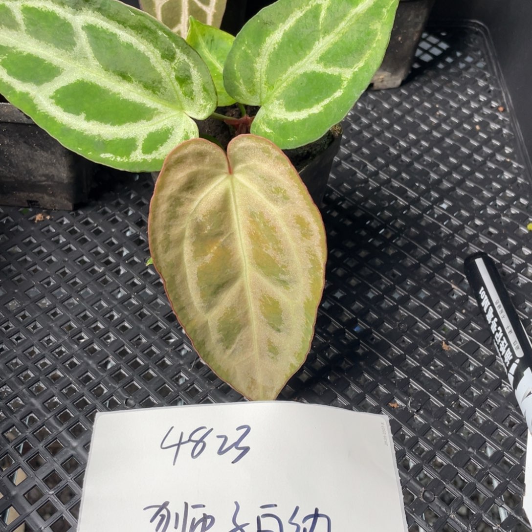 狮***纳完全开放4823 狮子白纳 银红黑方