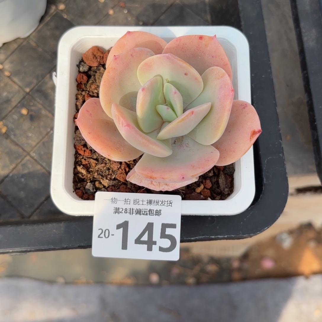 白凤老桩多肉多肉