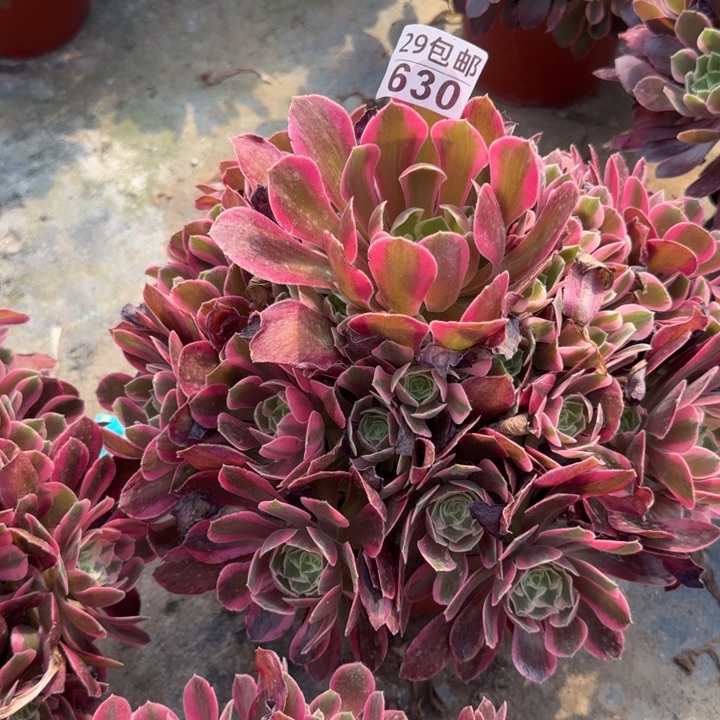 妖月……多肉植物的