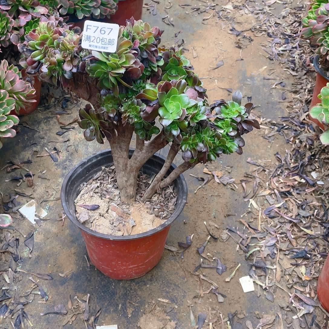 767玫瑰缀化多肉有伤小损不包
