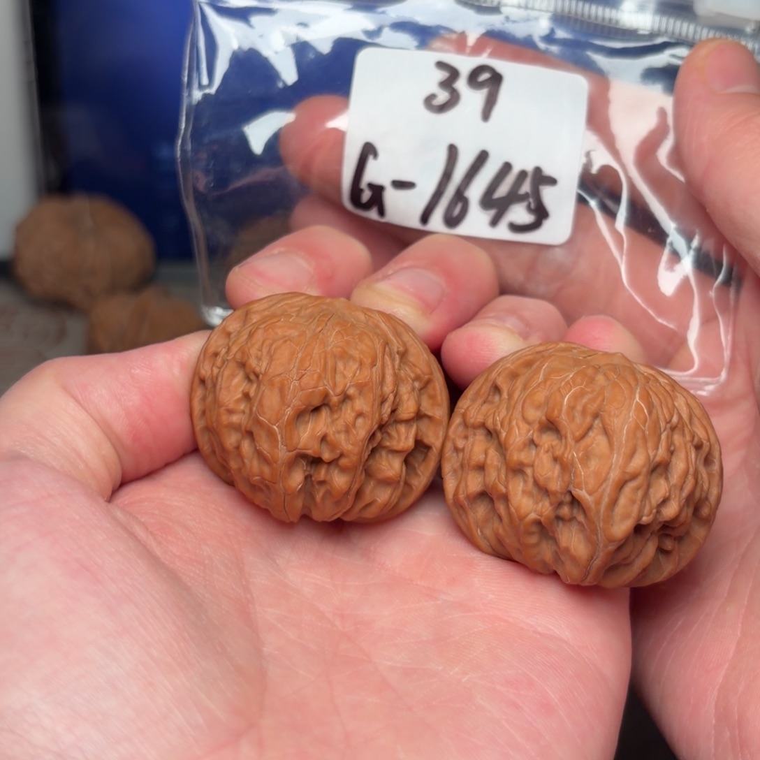 文玩核桃把件39磨盘1645号
