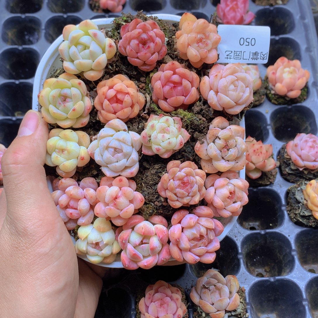 我要去看你了啊我的天